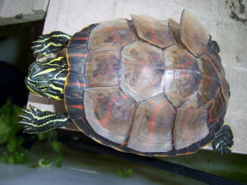 乌龟脱壳是什么样子,乌龟煮多久才能脱壳