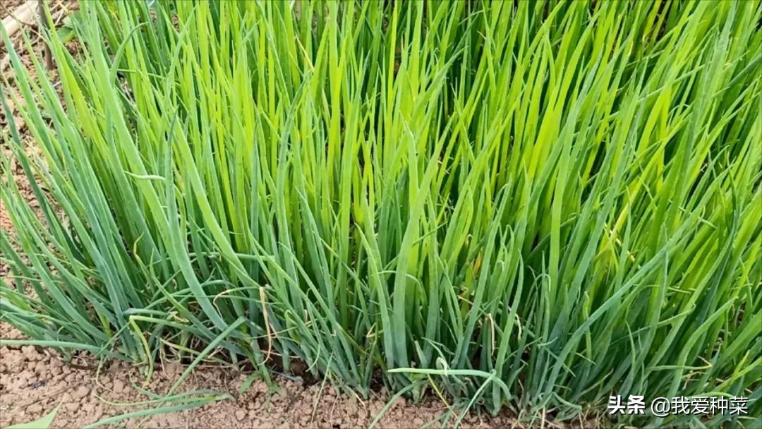 地里怎么种小葱长得好,小葱籽种小葱的正确方法