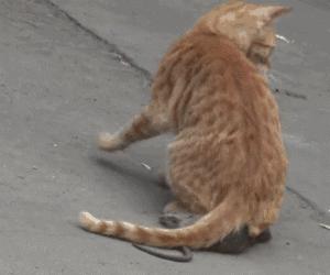 猫一天放了好几个臭屁,猫咪放的屁巨臭怎么回事