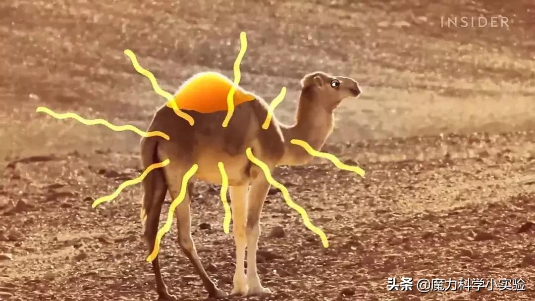 原来骆驼驼峰里的不是水,而是其他物质,那水藏哪去了?