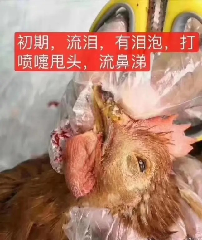 鸡肿头肿脸肿怎么回事,鸡肿头肿脸张口呼吸