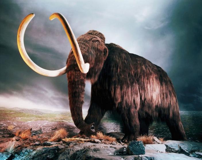 疯狂的爱狗人士,爱狗人士疯狂