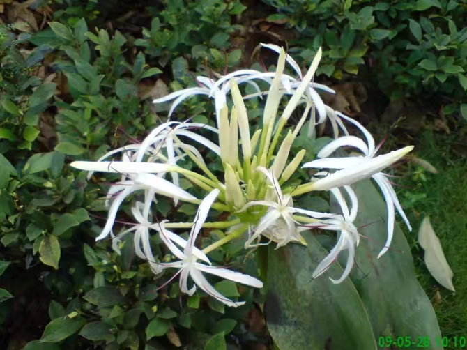 绱㈠凹鐖辩珛淇800鍊煎緱涔板悧,绱㈠凹鐖辩珛淇800