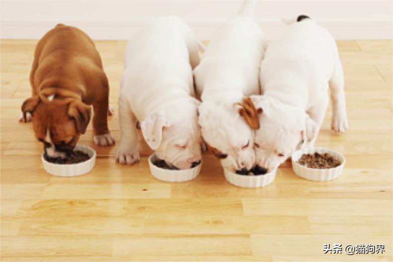 澶忓ぉ鐙楃嫍鐨偆鐥呭ぇ浣滄垬,鐙楃嫍鐨偆鐥呭ぇ浣滄垬