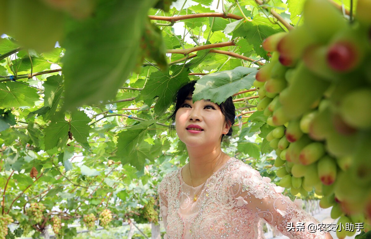 2016年农业扶持项目有哪些,2020年农业重点扶持项目汇总