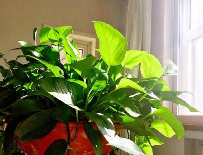 都有哪些过期的药片可以养花,过期的养花药有哪些