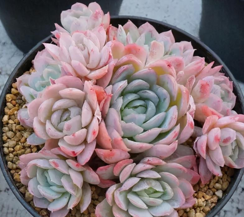 这6种多肉可不耐冻,这5种多肉植物繁殖快容易养