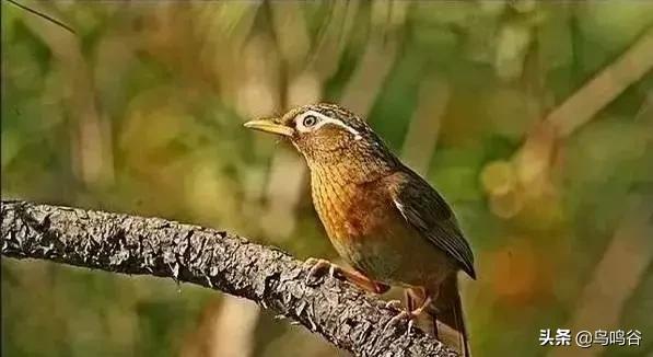 看图识鸟图片及答案,看图识鸟软件哪个好用