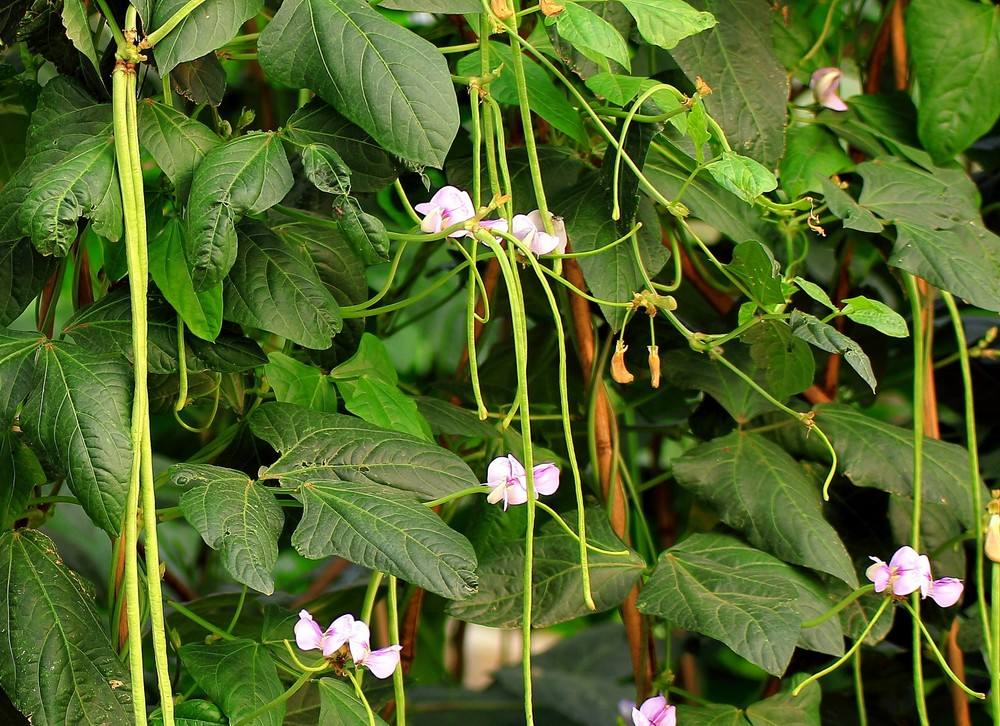 无架长豆角种植小技巧,种豆角出苗不好怎么补救