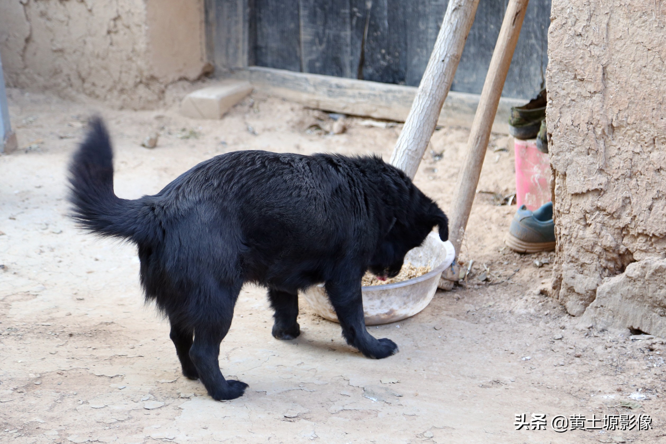 大叔在山上养小型凶猛土狗看家,农村大叔养十几条狗
