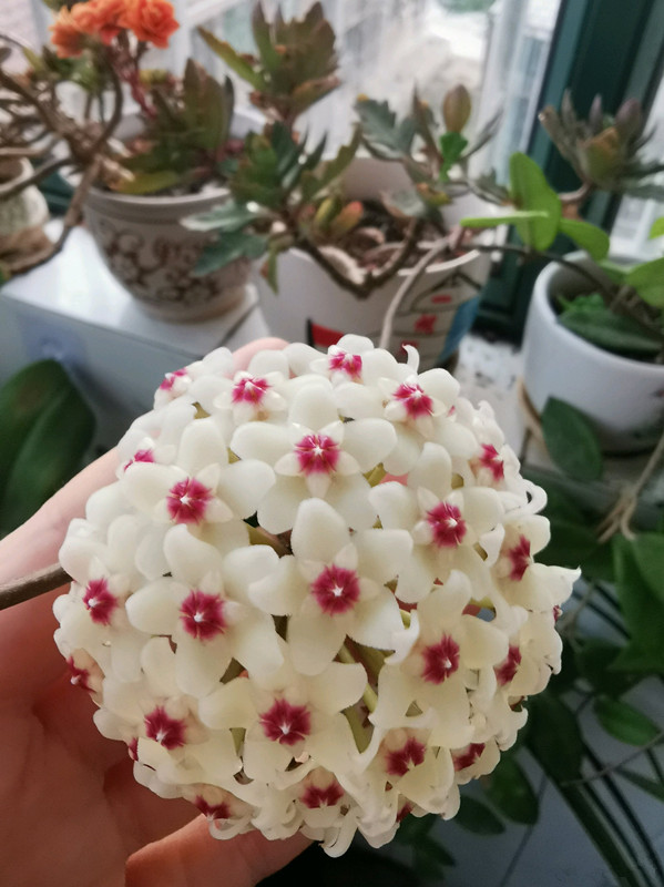 十种养不死有香味的花的室内绿植,四季常开花的室内绿植品种