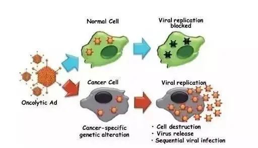 为什么免疫治疗后肿瘤不缩小,为什么免疫治疗不适合胃癌