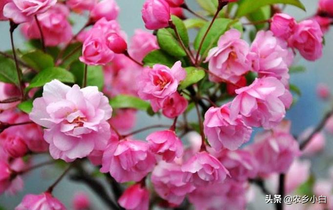 海棠怎么养护才好看,海棠的正确养护方法