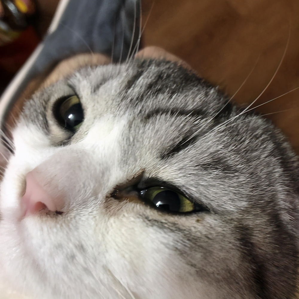 宠物猫眼睛有泪痕怎么办,宠物猫眼睛变黄是怎么回事