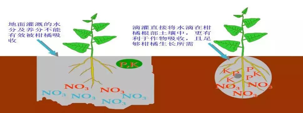 柑橘喷灌好还是滴灌好,喷灌和滴灌对柑橘的影响