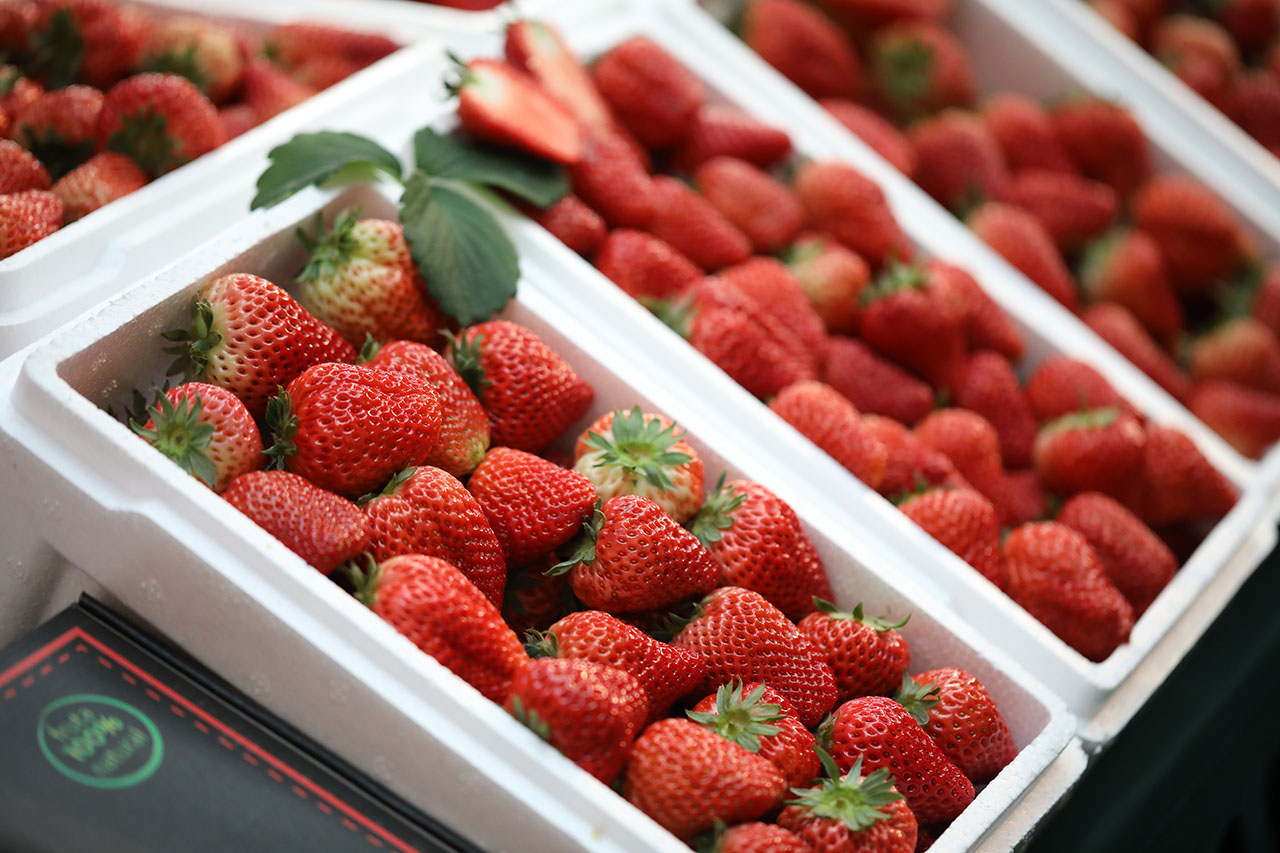 大连最好的草莓节,2023草莓音乐节大连