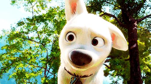 2020天津办理狗证去哪办,天津办理狗证的狗有哪些