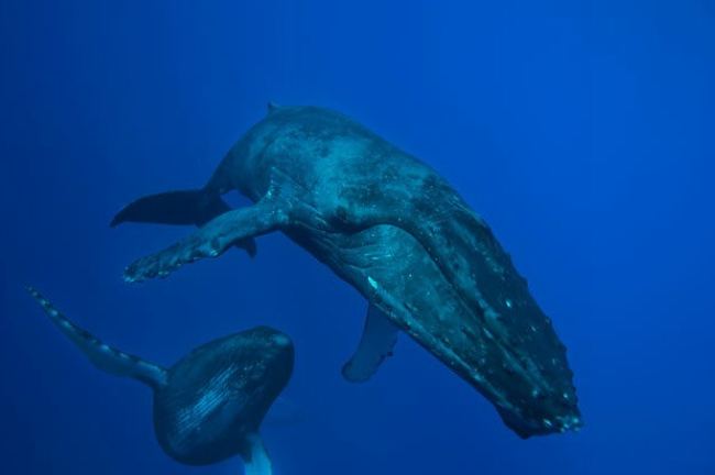 所有动物是怎么游泳的,小动物们是怎么游泳的