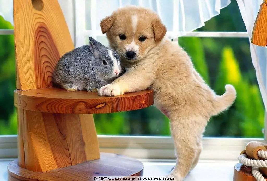 猫奴为什么越来越好,猫奴为什么越来越多