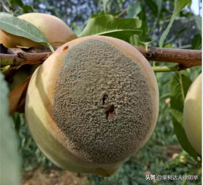 桃子褐腐病和炭疽病的区别,怎样防桃子褐腐病