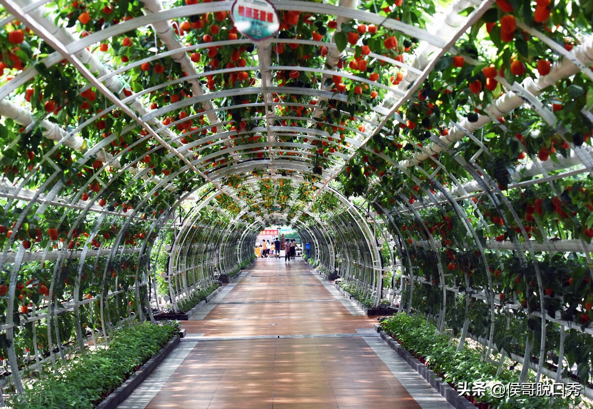 回农村创业风险很大投了20万,回农村创业真的是死路一条吗