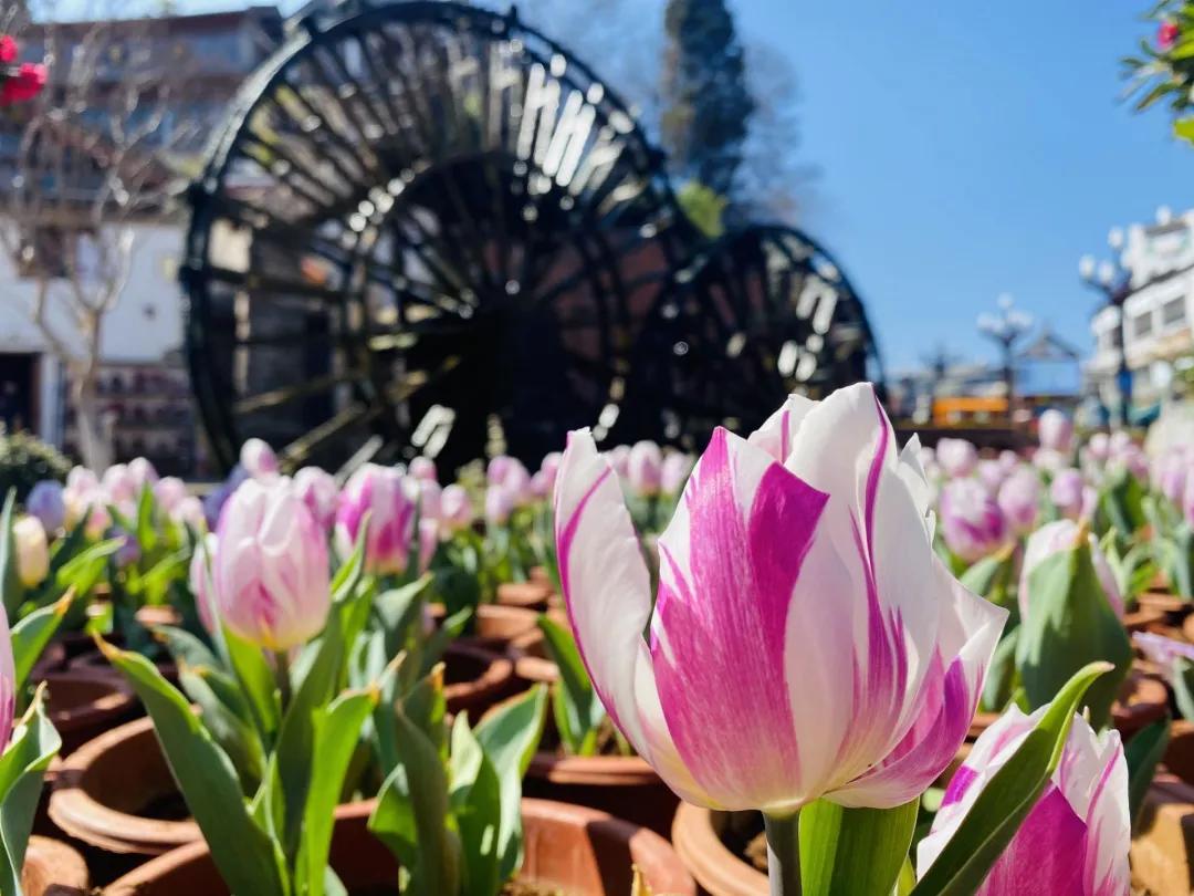 瞧!这花花世界谁不爱