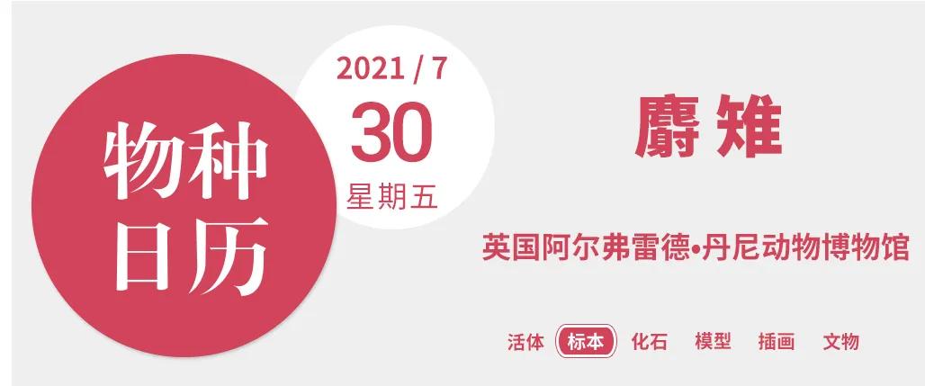 这只鸟长了个牛的胃,还有一身牛粪味