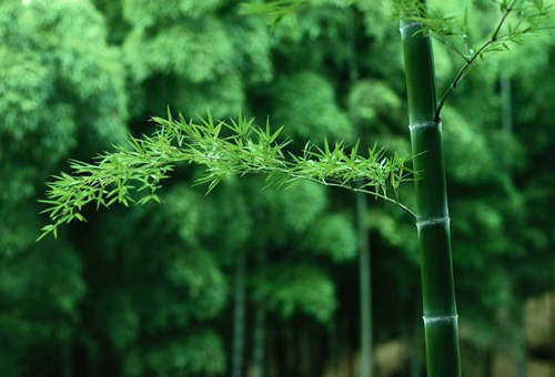 中国十大吉祥植物寓意,十大吉祥花卉排行榜