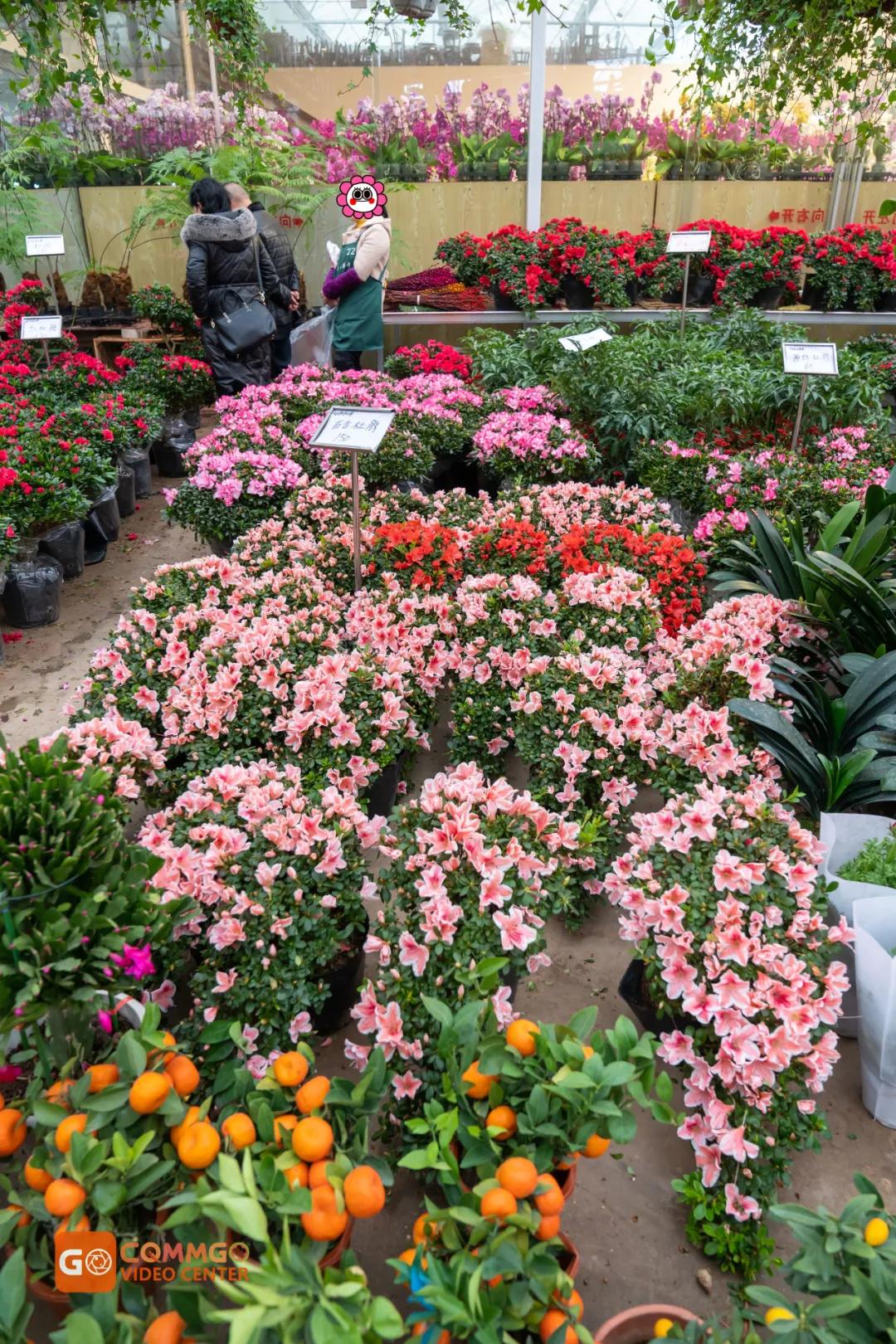 重庆花市排名前十名,重庆花市哪里最便宜