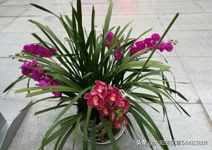 养花在花盆底下垫什么东西最好,养花盆用什么垫底好