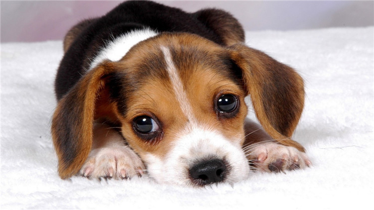 犬发情期注意事项,母小型犬发情怎么处理