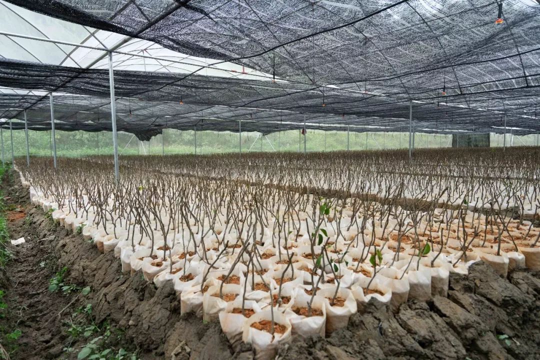 枯草芽孢杆菌肥料的作用及功效,既是杀菌剂又是调节剂