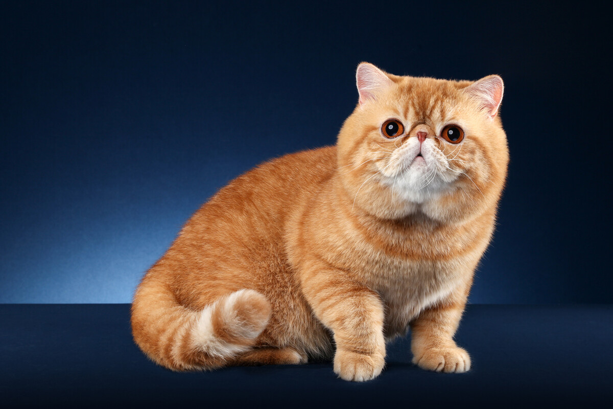 加菲猫如何养才健康,加菲猫怎么养才正确