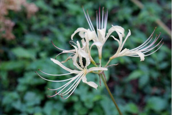 曼陀罗华与曼珠沙华是彼岸花吗 (曼陀罗华是白色的彼岸花吗)
