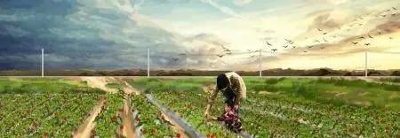 农田里栽电线杆子补偿多少,栽电杆占用农民的林地赔偿标准