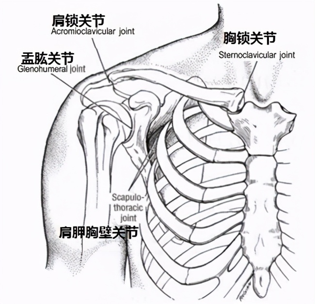 健身肩膀关节弹响疼痛怎么解决,健身肩关节响怎么恢复
