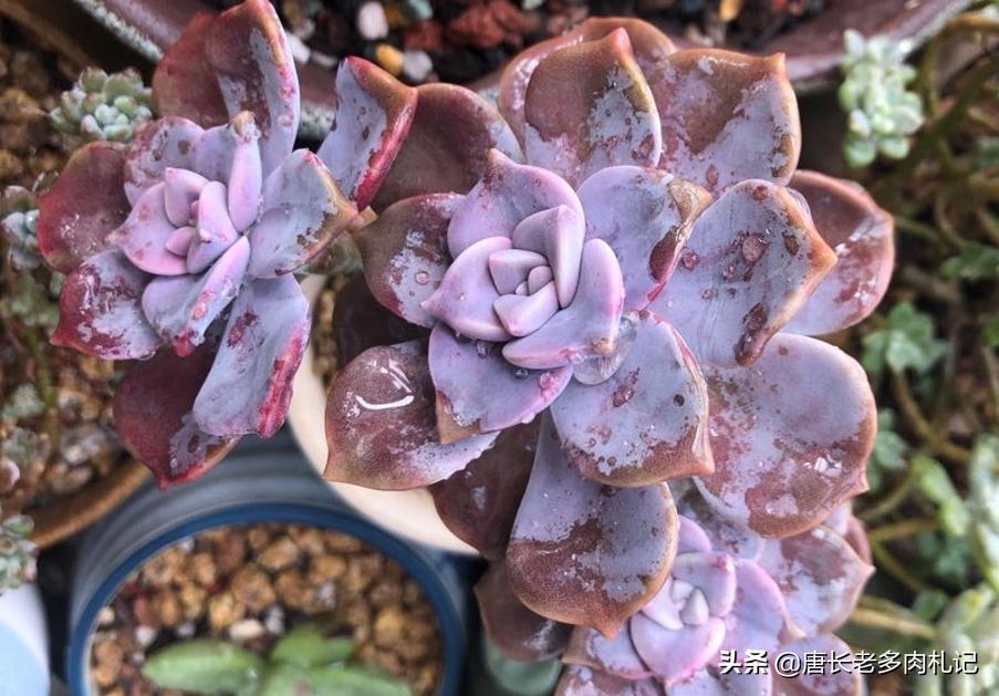 多肉紫蝶老桩,多肉老桩紫雾悬崖桩