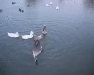 小红书因未成年被罚,小红书因违法被罚