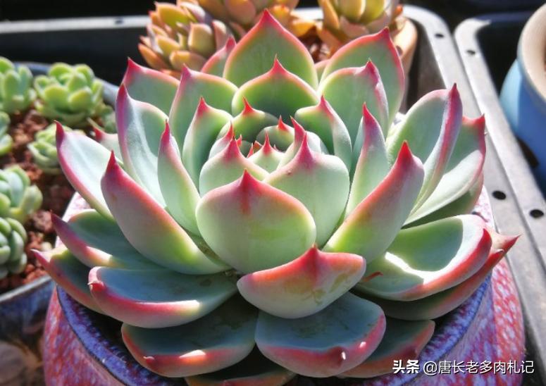 多肉吉娃娃怎么养爆盆好看又漂亮,多肉吉娃娃用多大盆