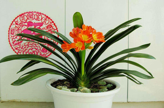 君子兰出箭了但又蔫坏了怎么办,君子兰刚打花苞怎么养护