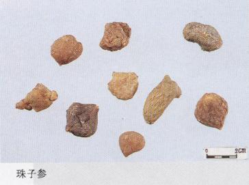 怎样辨别三七真假最简单的方法,真假三七粉如何辨别