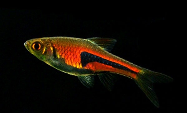 小型观赏鱼金三角灯,库尔勒金三角观赏鱼