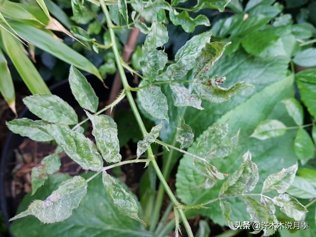 月季长得太高能用矮壮素吗,月季长得一边高一边矮怎么办