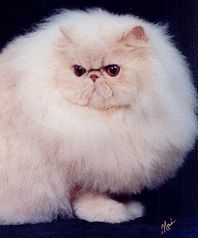 猫咪颜色遗传规律动画,猫咪颜色遗传规律