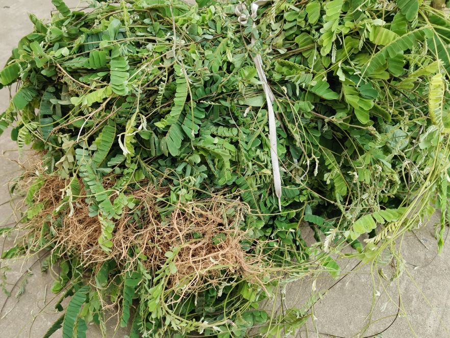 鸡骨草的用途可药用和食用,误食会中毒,用前必须要了解它的特点