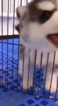 狗狗的宝宝,狗狗的宝宝日常