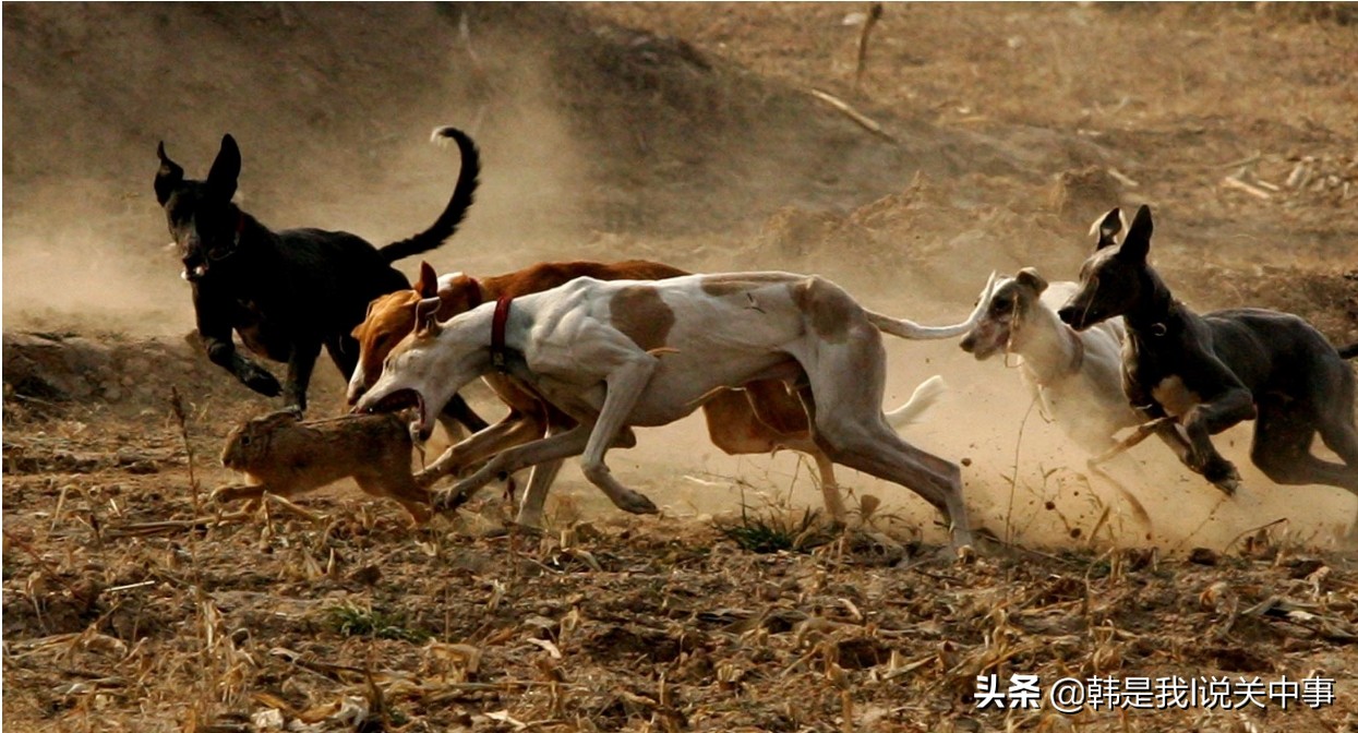 细狗撵兔视频最新精彩瞬间,关中细狗撵兔历史