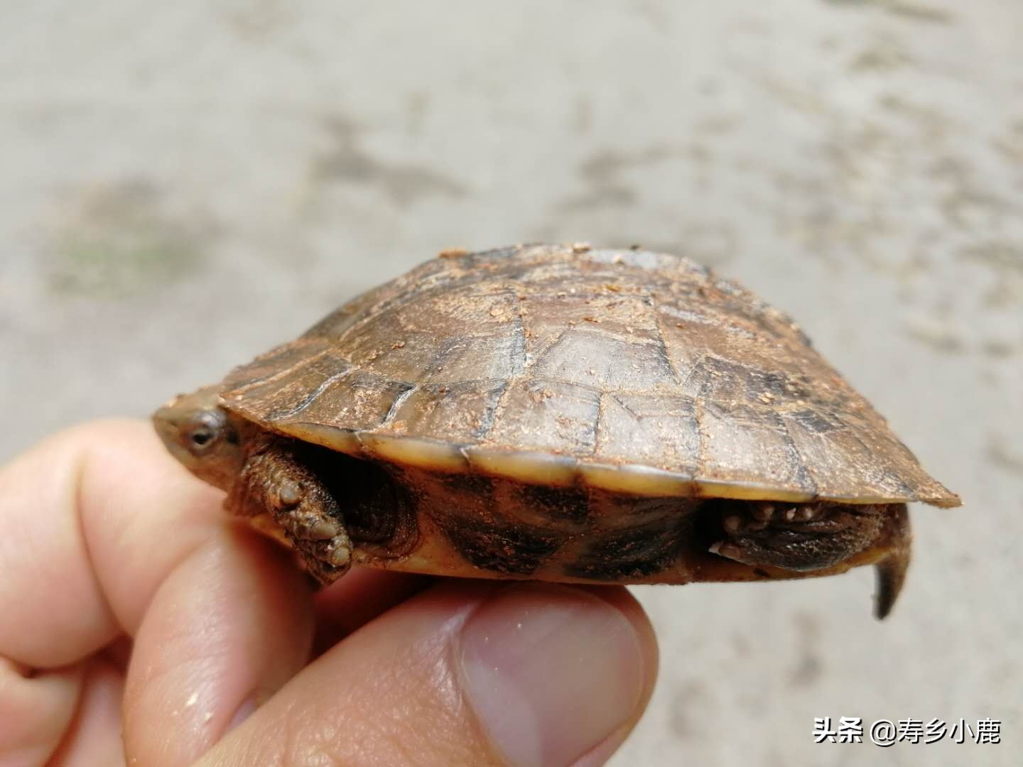 适合新手养的冷水龟,养龟冷水好还是温水好