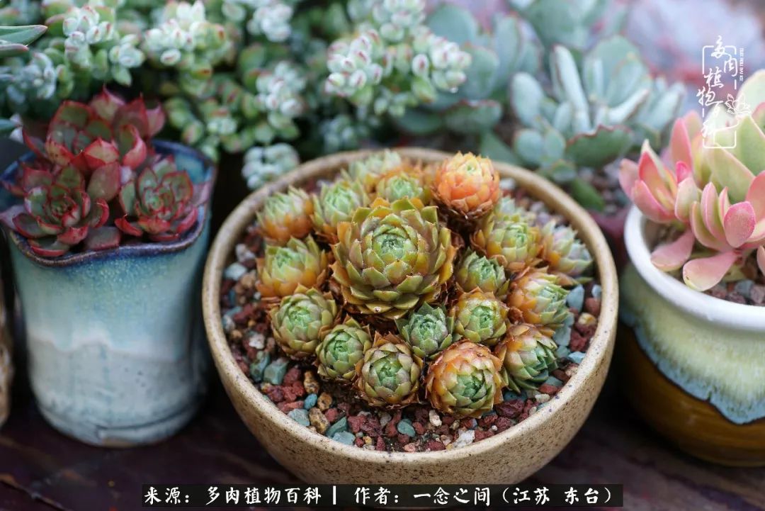 对多肉植物的爱心寄语,赏兰花感言