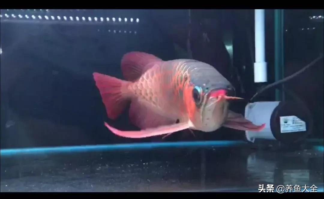 你为什么要养龙鱼？这篇文章扎心了